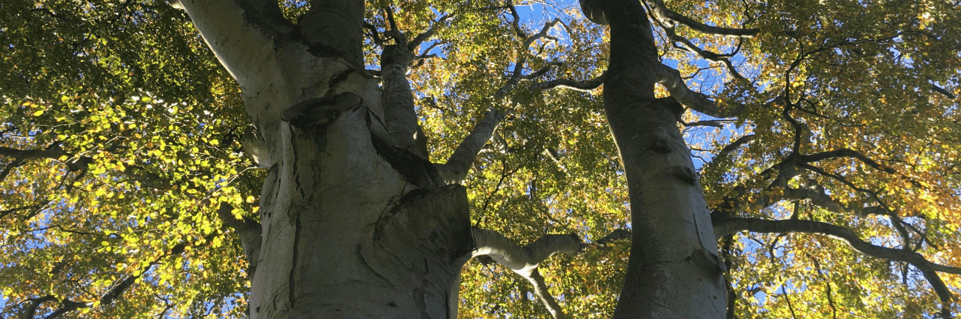Common Beech Tree