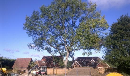 Building works being safely carried out around large tree